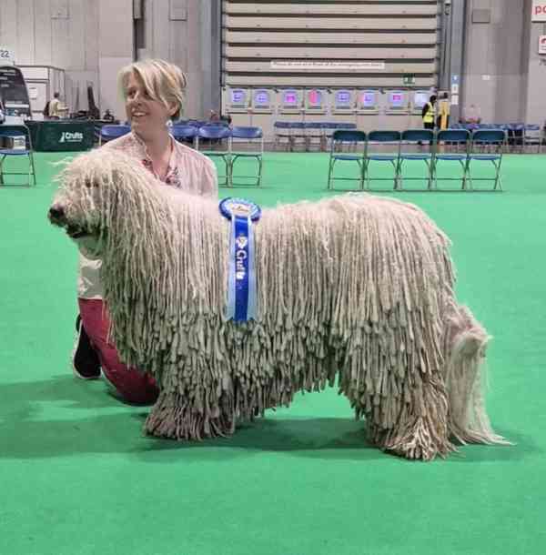 Komondor s PP - foto 1