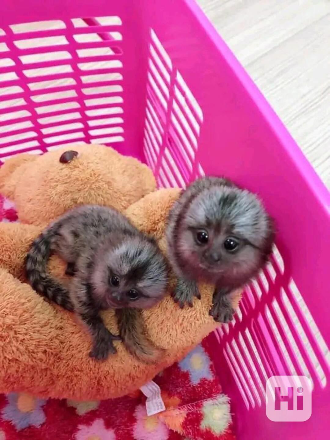 2 dobře vycvičené opice marmoset připravené - foto 1