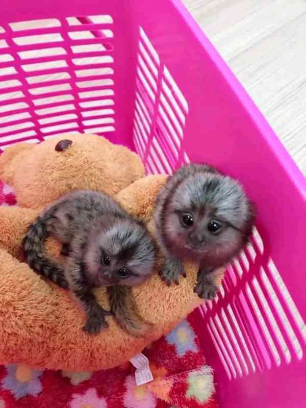 2 dobře vycvičené opice marmoset připravené