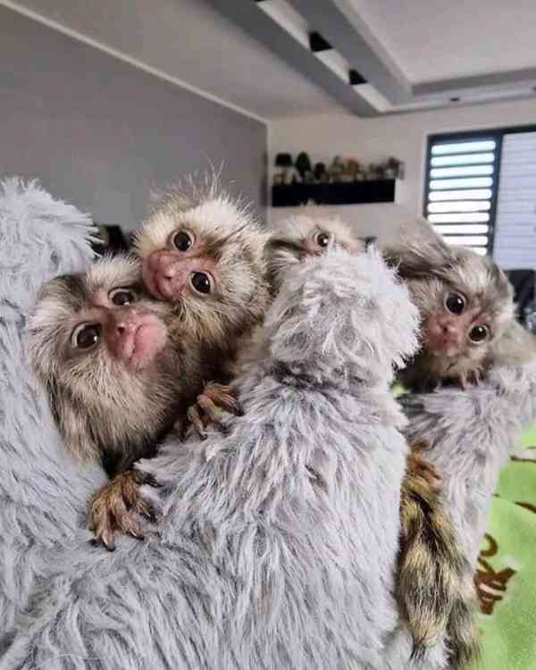 2 dobře vycvičené opice marmoset připravené - foto 5