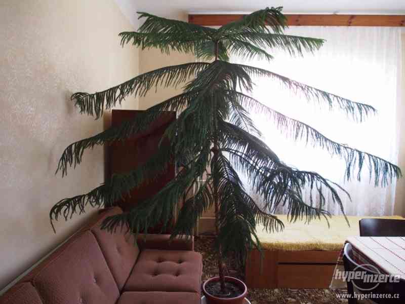 Prodám aurelii- dekorativní pokojový jehličnan - foto 1