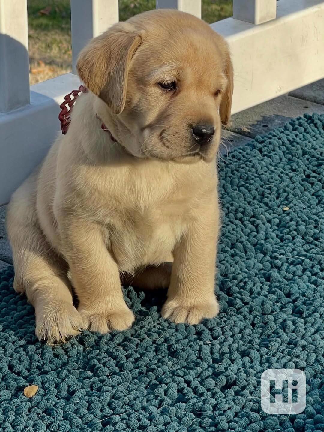 Štěňata labradorského strievera na prodej. - foto 1