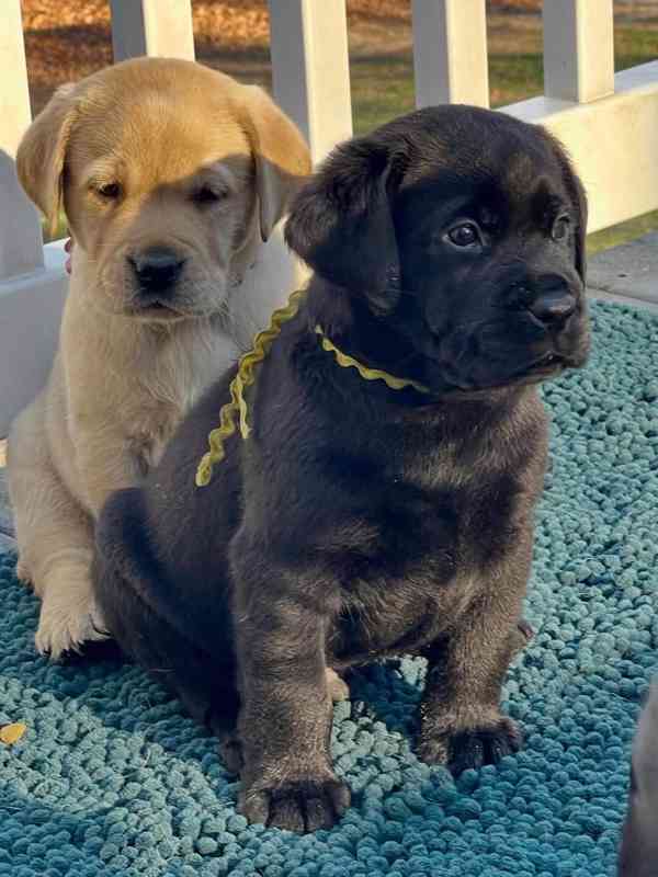 Štěňata labradorského strievera na prodej. - foto 2
