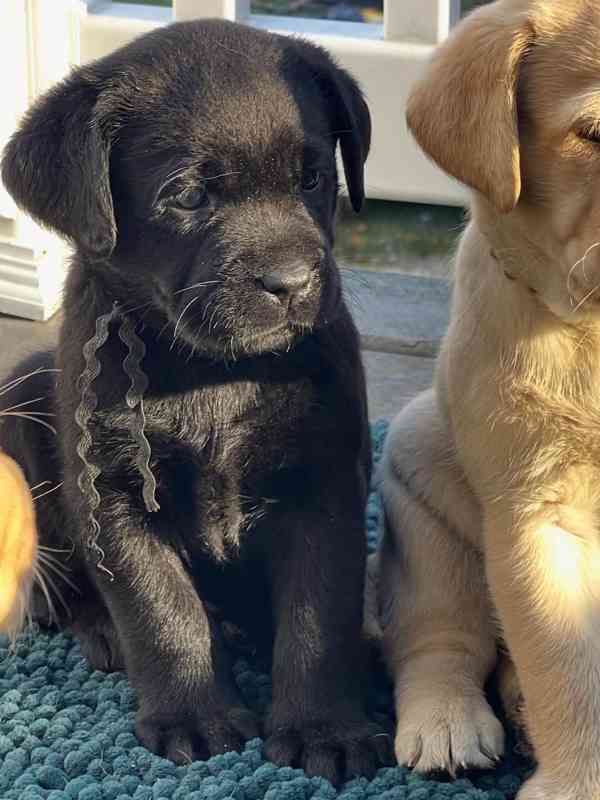 Štěňata labradorského strievera na prodej. - foto 4