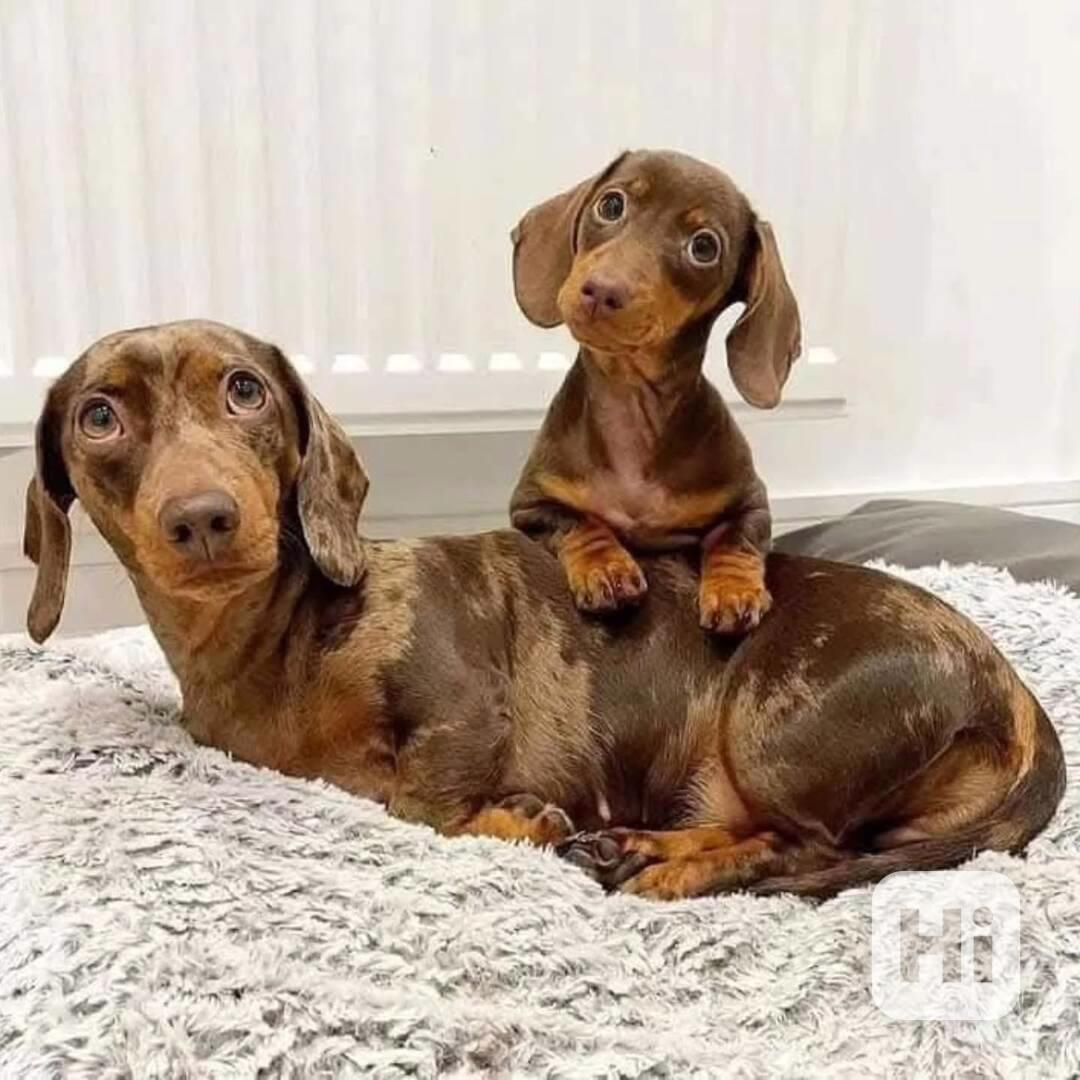 🐾🏡 Štěňata jezevčíka k adopci! - foto 1