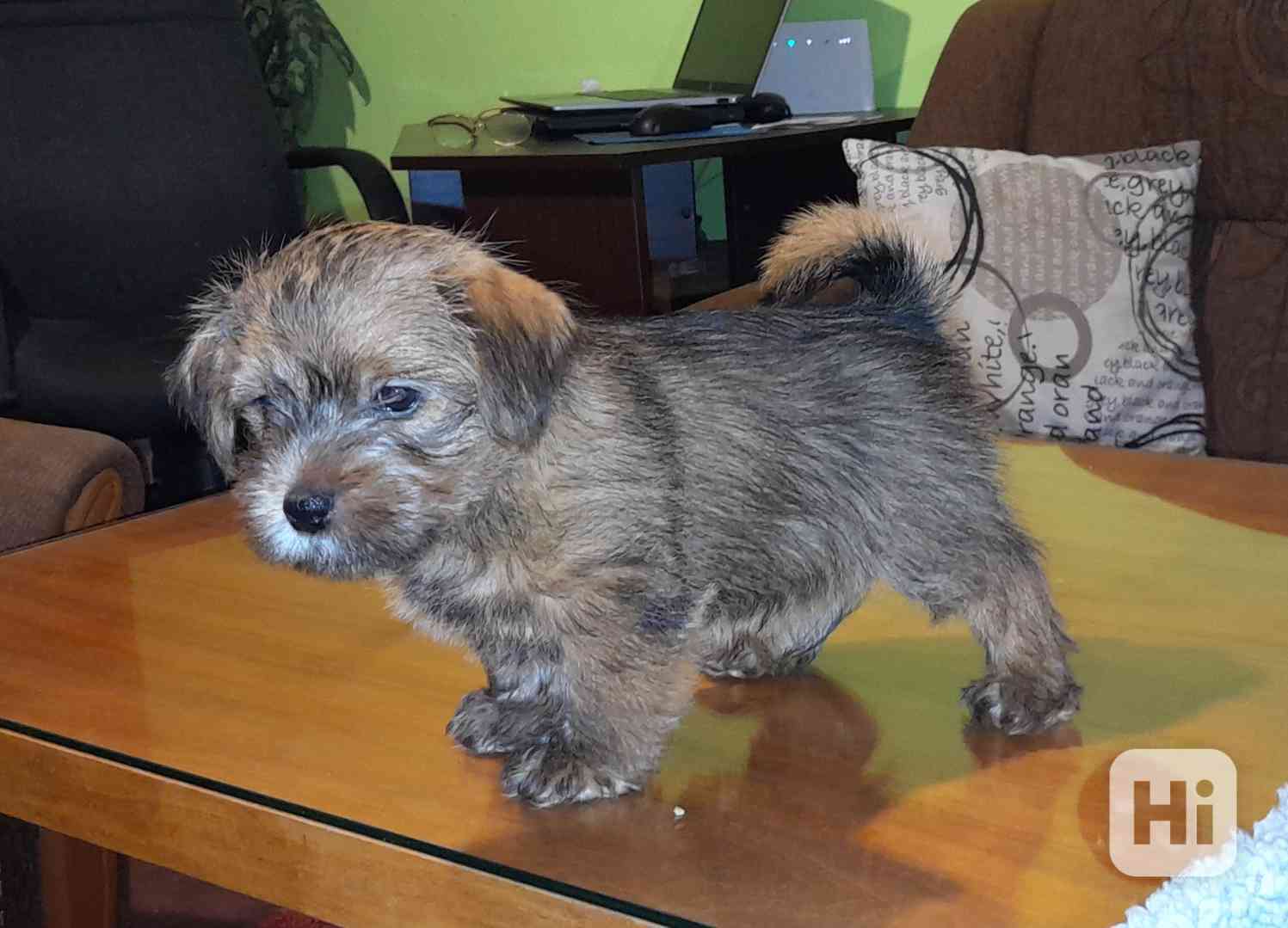 Norfolk terrier - foto 1