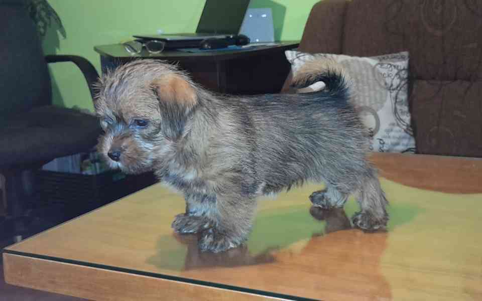 Norfolk terrier - foto 3