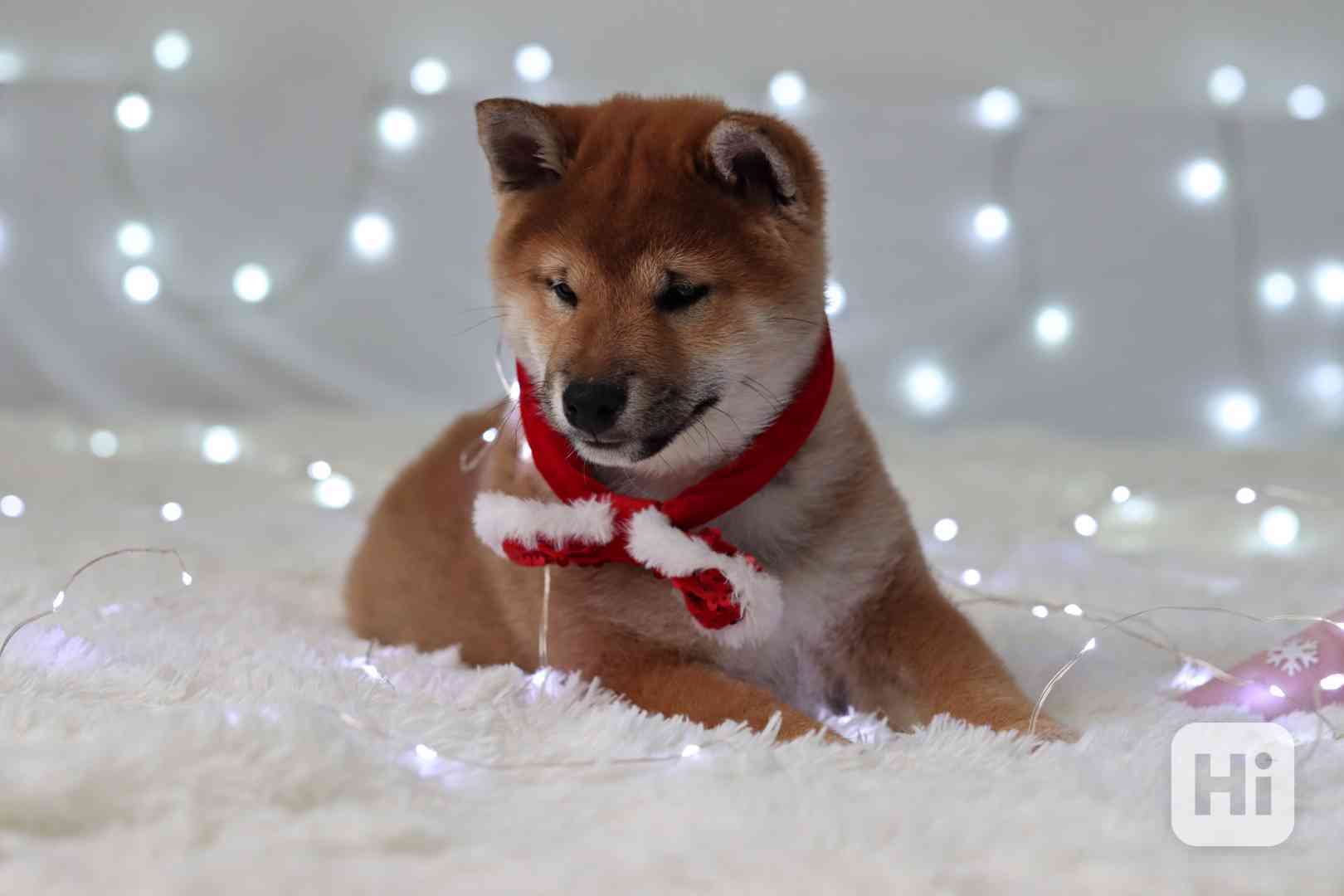 Shiba s PP - foto 1