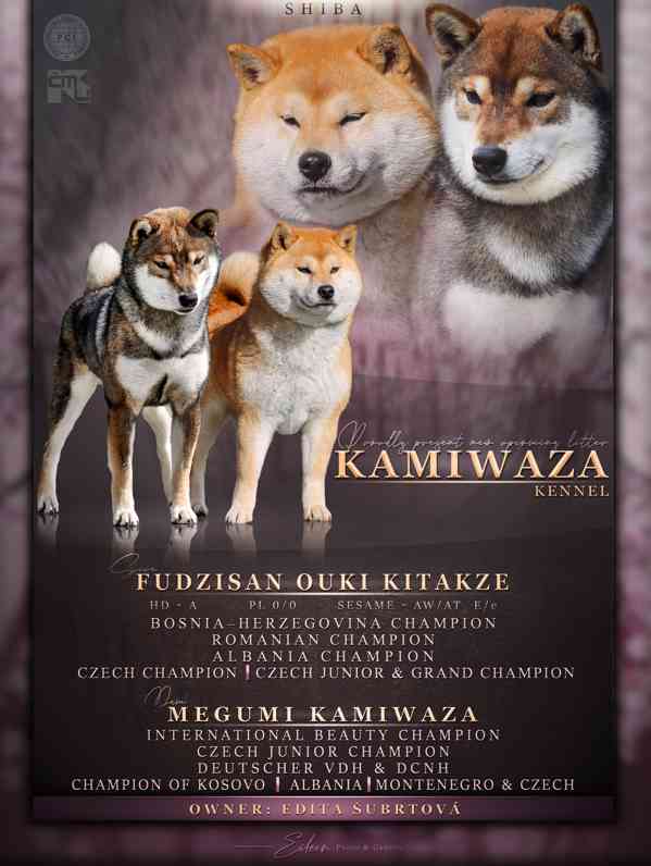 Shiba s PP - foto 3
