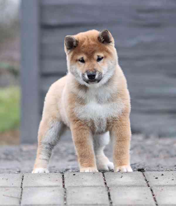 Shiba s PP - foto 2