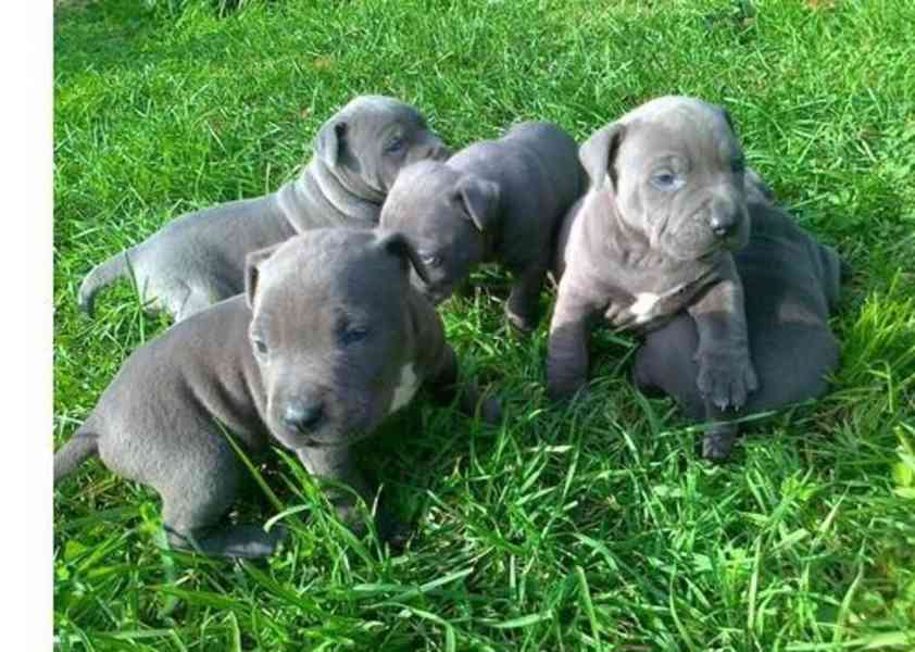Štěňata amerického pitbulteriéra blue-line  - foto 1