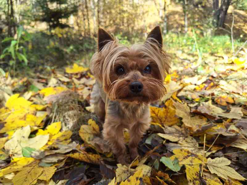 Jorkšírský teriér krytí, připuštění - foto 1