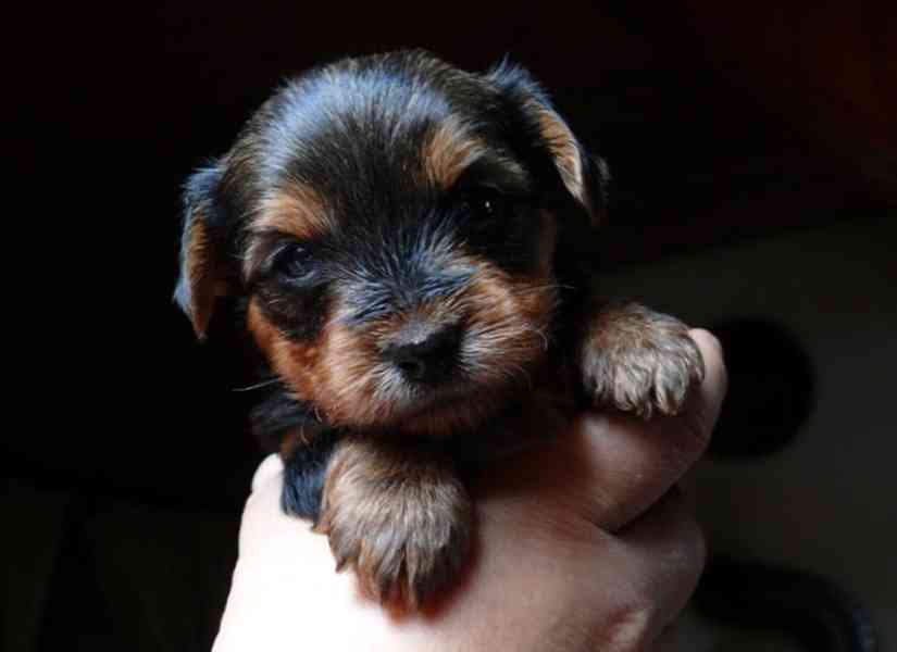 Jorkšírský teriér krytí, připuštění - foto 19