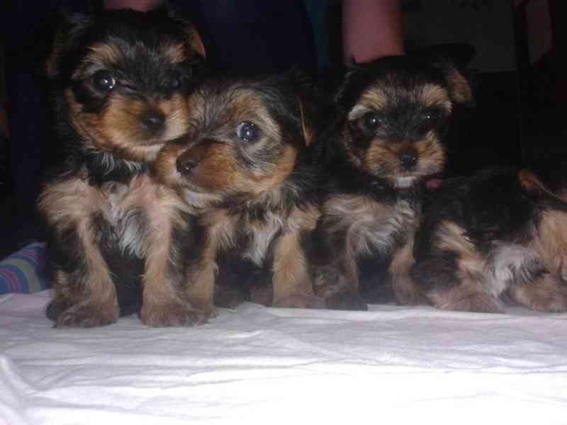 Jorkšírský teriér krytí, připuštění - foto 11