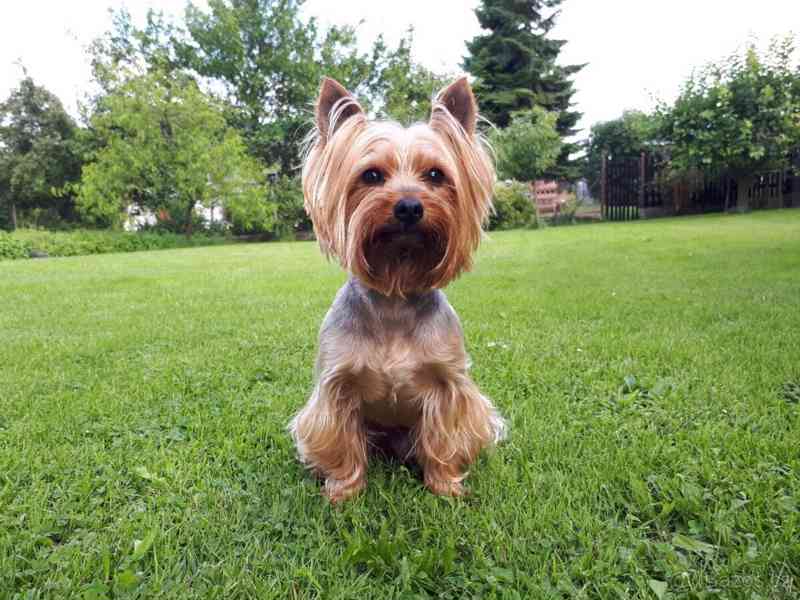 Jorkšírský teriér krytí, připuštění - foto 5