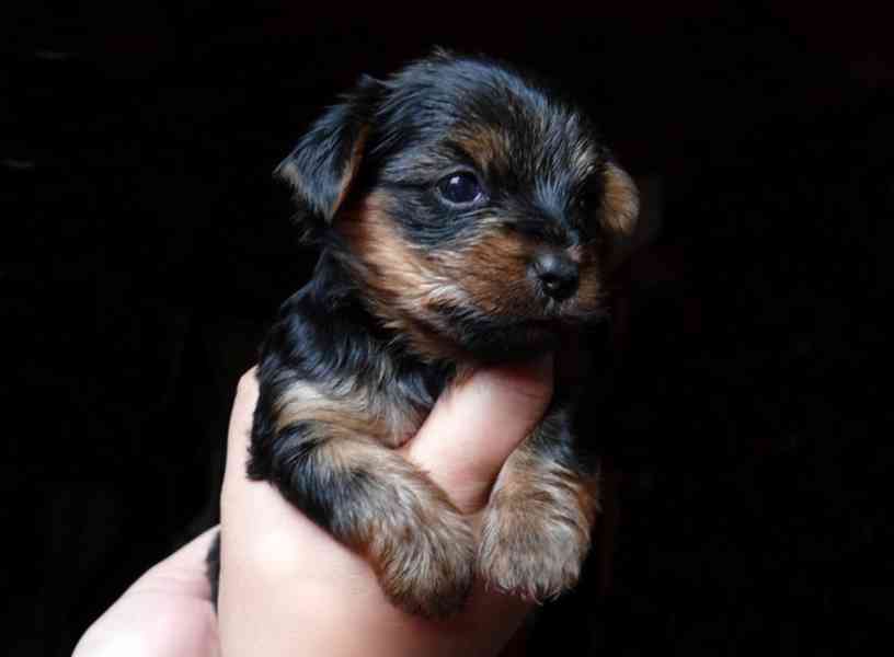 Jorkšírský teriér krytí, připuštění - foto 20