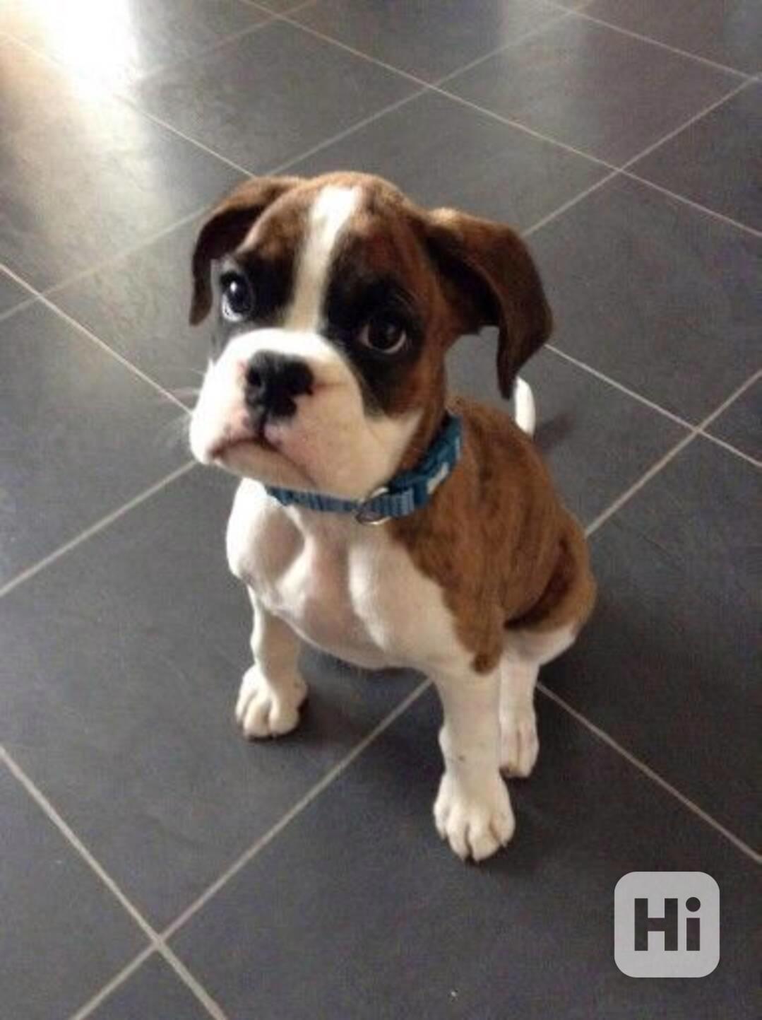 K dispozici úžasná štěňata boxerů - foto 1