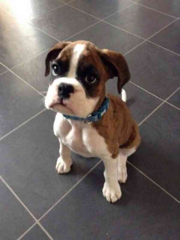 K dispozici úžasná štěňata boxerů