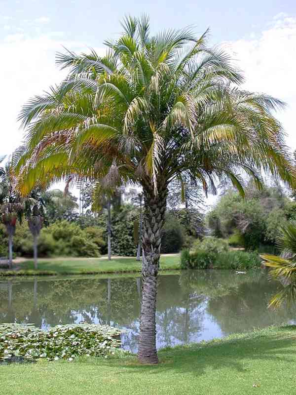 Sazenice palma Phoenix rupicola - datlovník skalní - foto 1