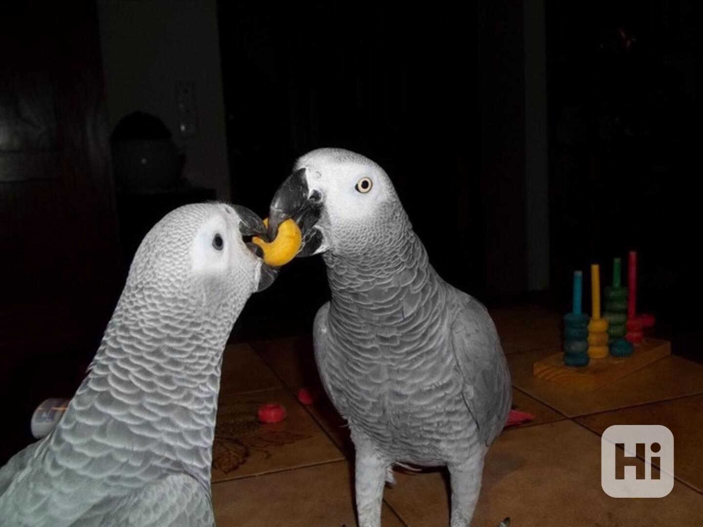 šedé papoušky na prodej (5500kc) - foto 1