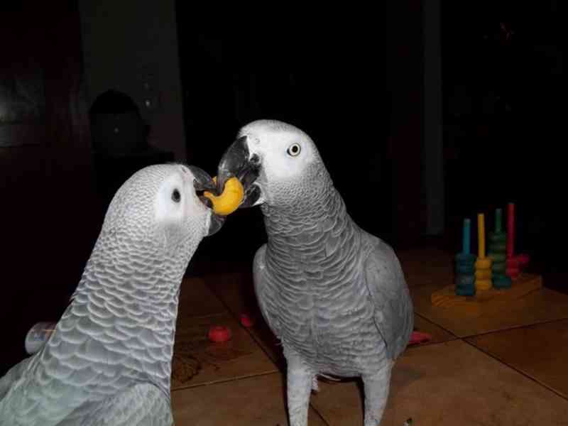 šedé papoušky na prodej (5500kc)
