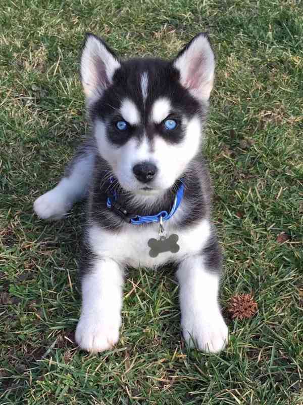 Zdarma dárek štěňata sibiřského huskyho k adopci - foto 1