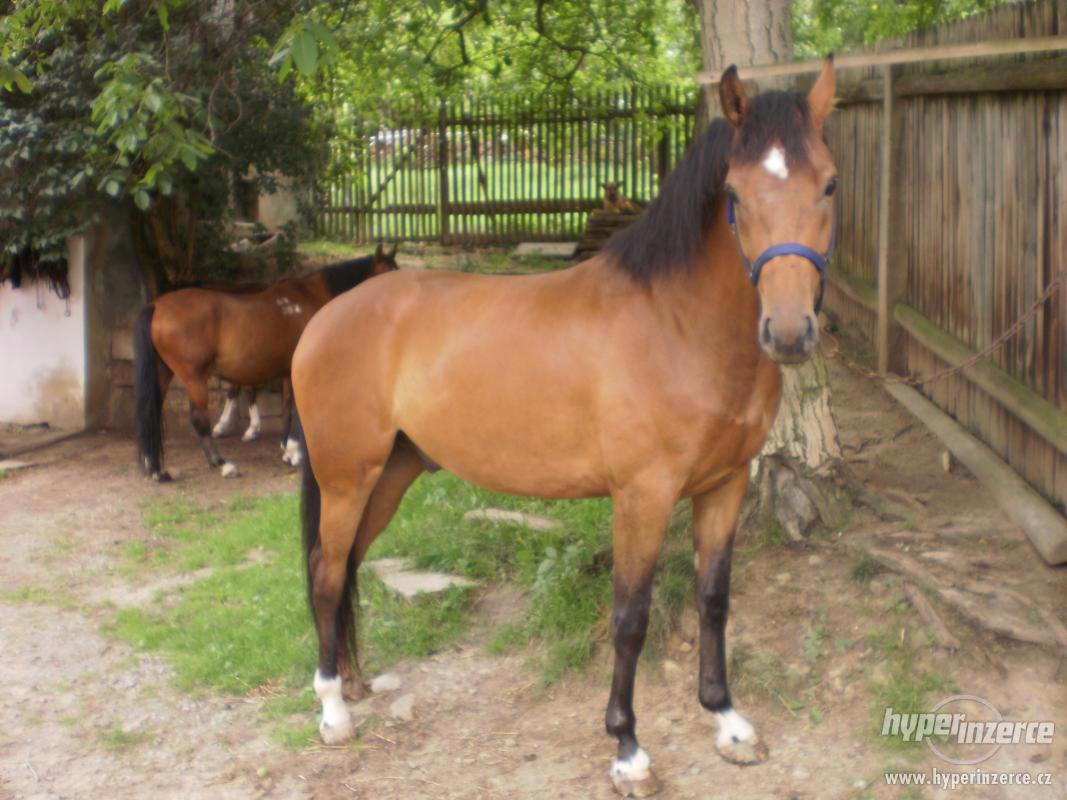 Prodám valacha - slovenský teplokrevník - foto 1