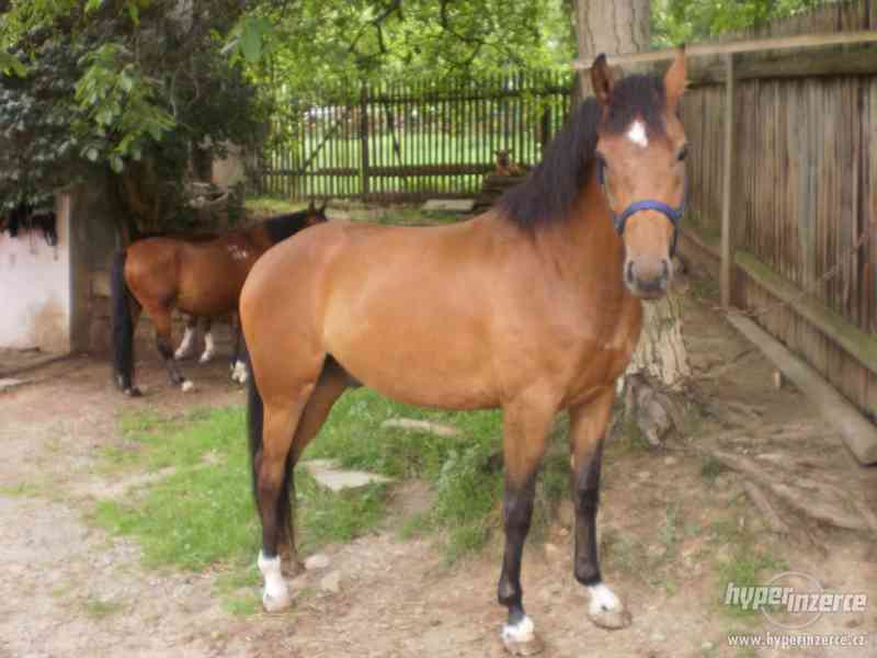 Prodám valacha - slovenský teplokrevník - foto 1