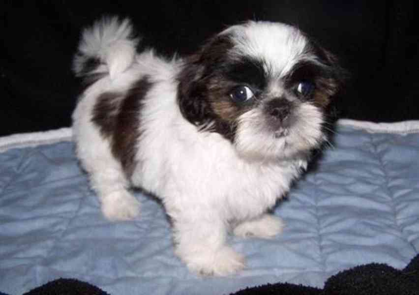 Akulo Bam Bam Shih Tzu je velmi roztomilý. - foto 1