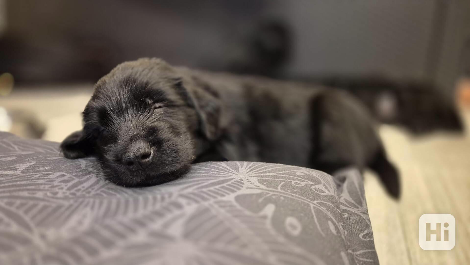 Flat coated retriever s PP - volní už jen poslední 2 pejsci - foto 1