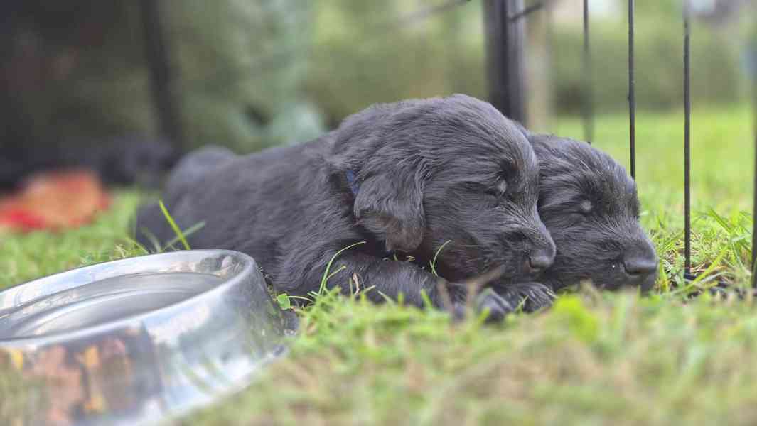 Flat coated retriever s PP - volní už jen poslední 2 pejsci - foto 4