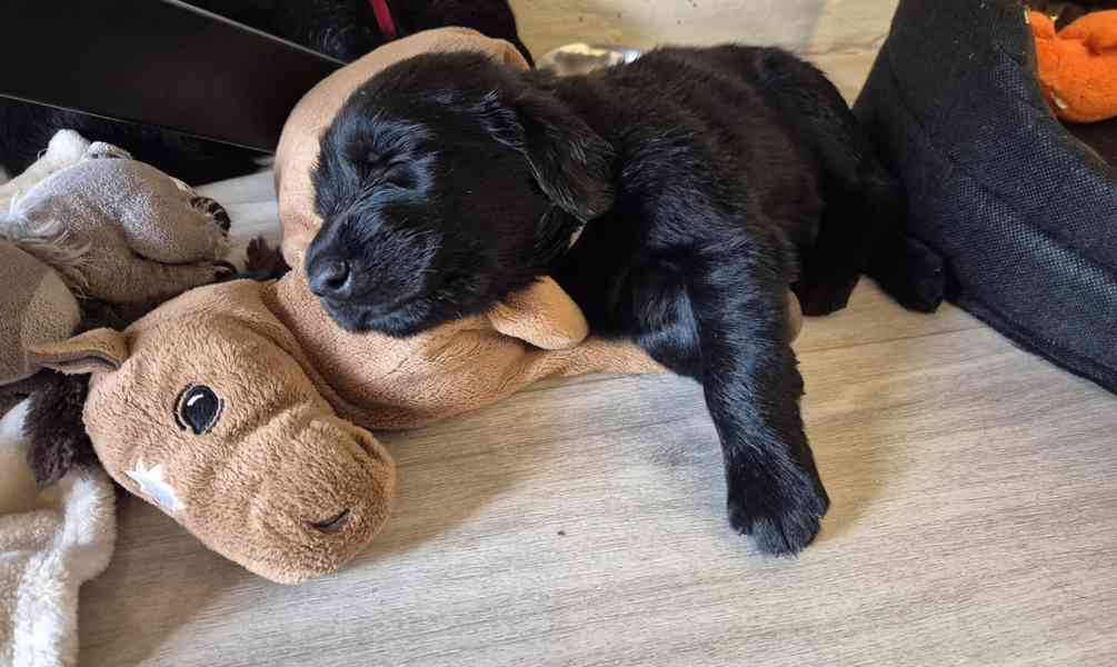 Flat coated retriever s PP - volní už jen poslední 2 pejsci - foto 2