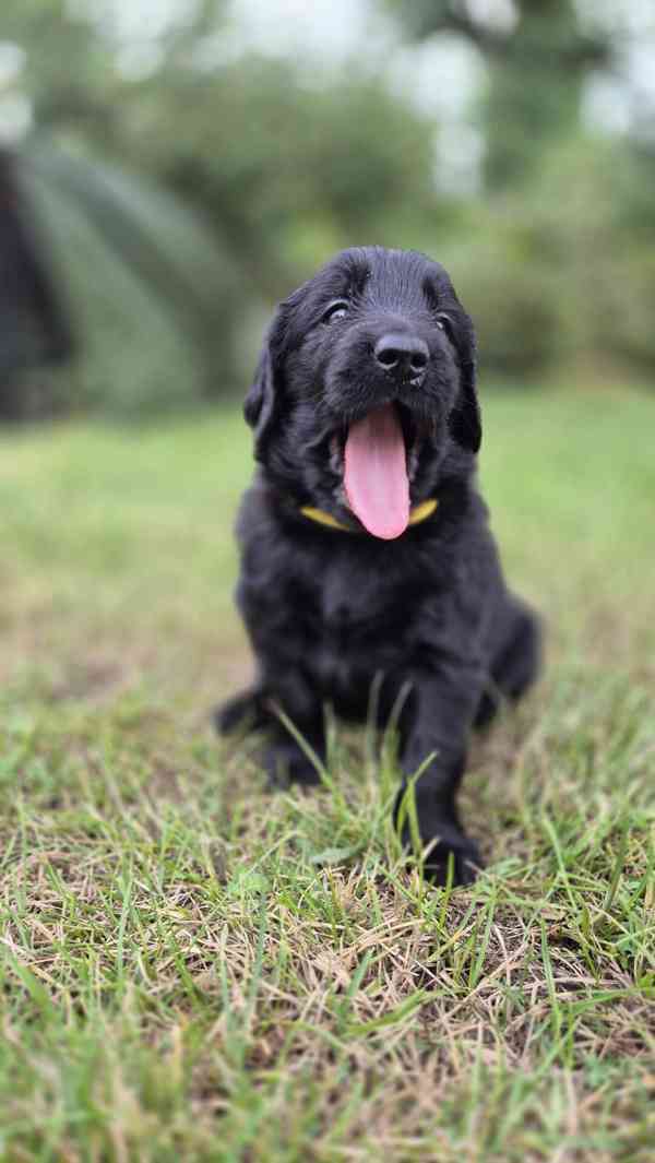 Flat coated retriever s PP - volní už jen poslední 2 pejsci - foto 3