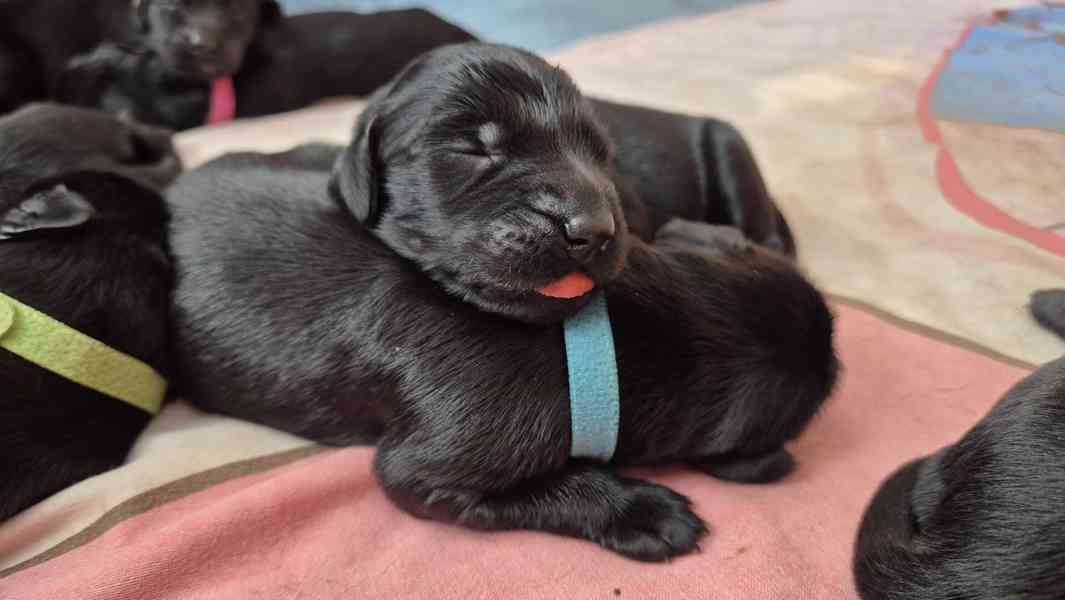 Flat coated retriever s PP - volní už jen poslední 2 pejsci - foto 6