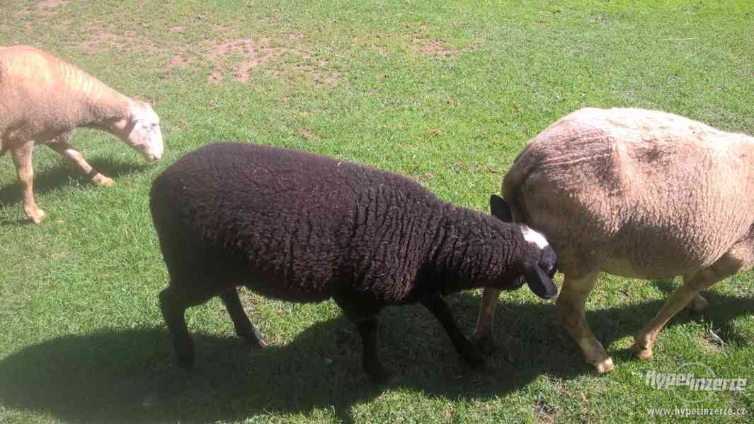 Ovce a jehňata Zwarbles. - foto 1