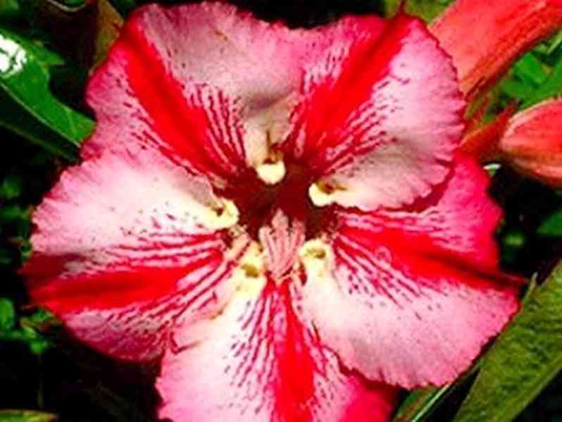 Adenium obesum 'romantic' - semena