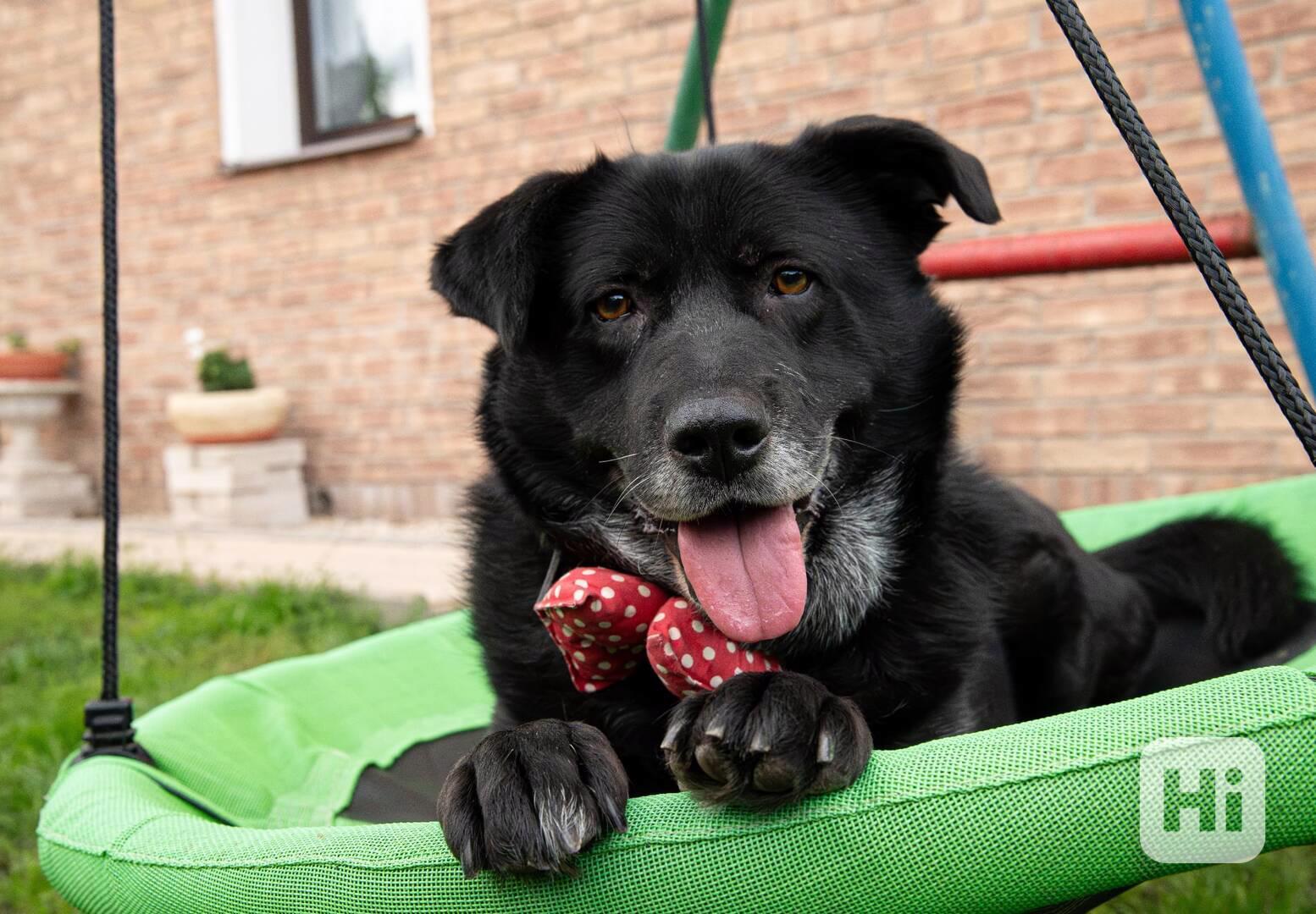 ŠARYK - 32 kg, kastrovaný psík 8 let  - foto 1