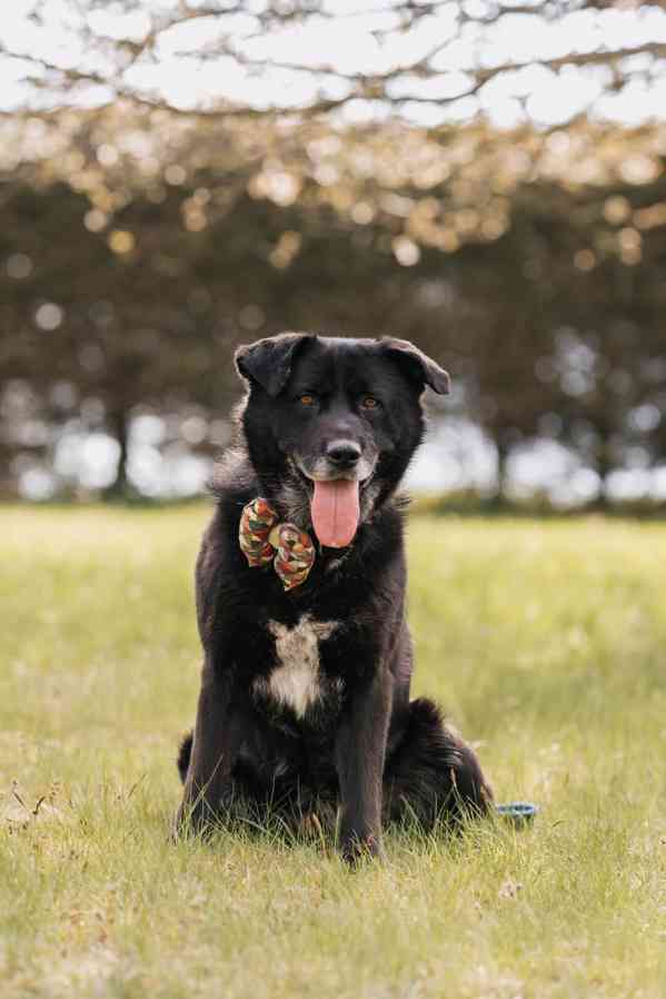 ŠARYK - 32 kg, kastrovaný psík 8 let  - foto 3