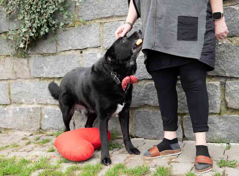 ŠARYK - 32 kg, kastrovaný psík 8 let  - foto 4