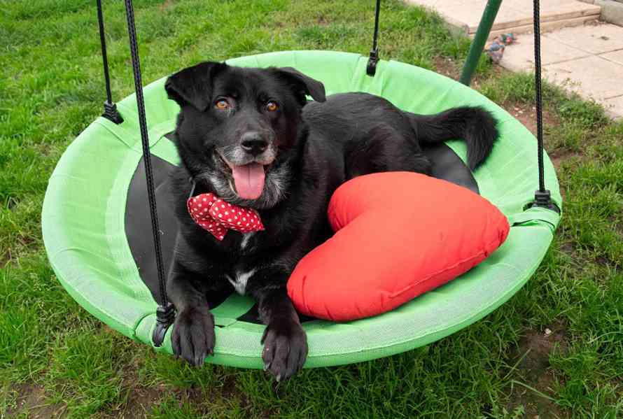 ŠARYK - 32 kg, kastrovaný psík 8 let  - foto 2