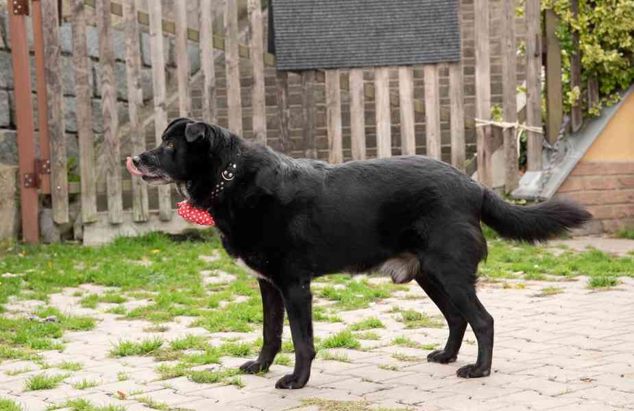 ŠARYK - 32 kg, kastrovaný psík 8 let  - foto 7