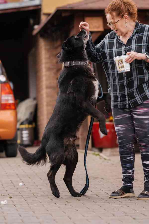 ŠARYK - 32 kg, kastrovaný psík 8 let  - foto 7