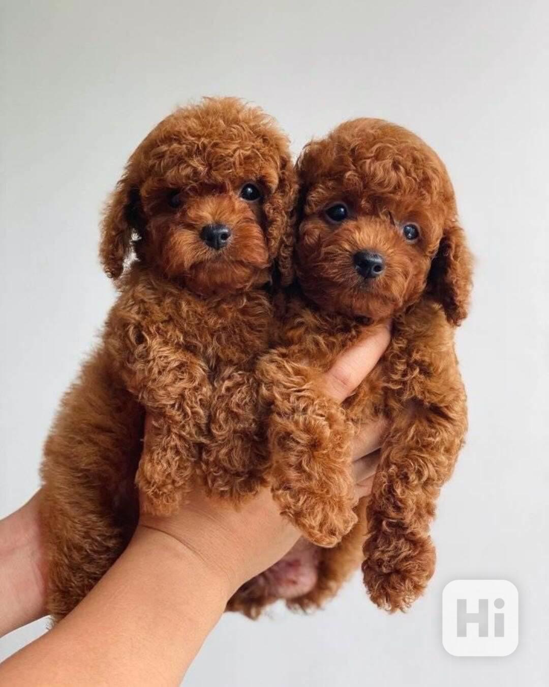 Toy Poodle Puppies Available Now - foto 1