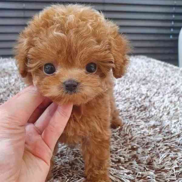 Toy Poodle Puppies Available Now - foto 3