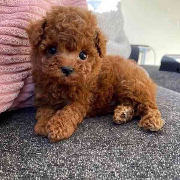 Toy Poodle Puppies Available Now - foto 2