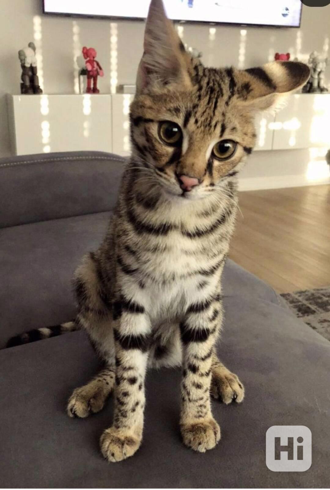  Dárek zdarma Savanová koťátka k adopci   - foto 1