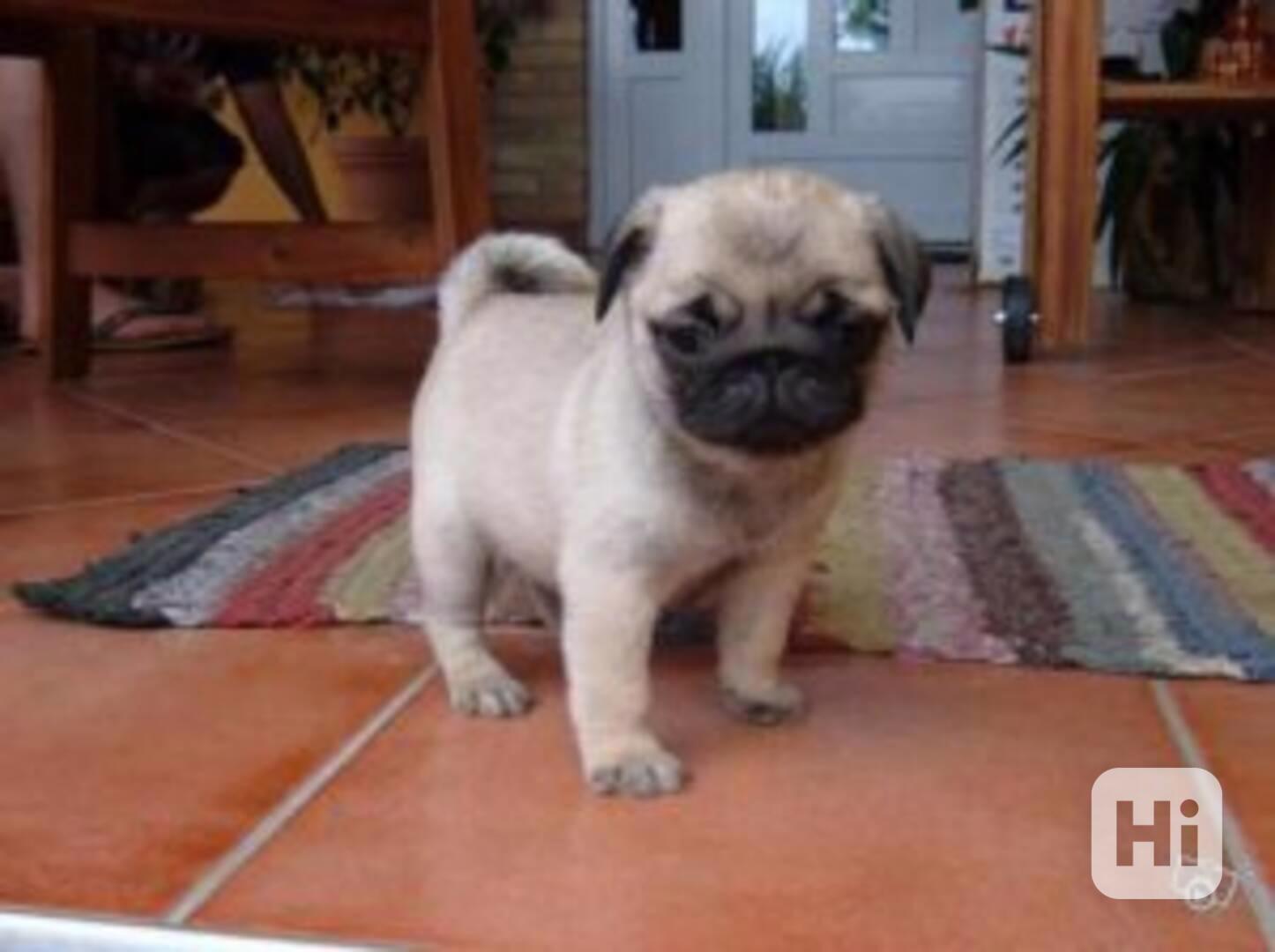 Rozkošná štěňátka mopse - foto 1