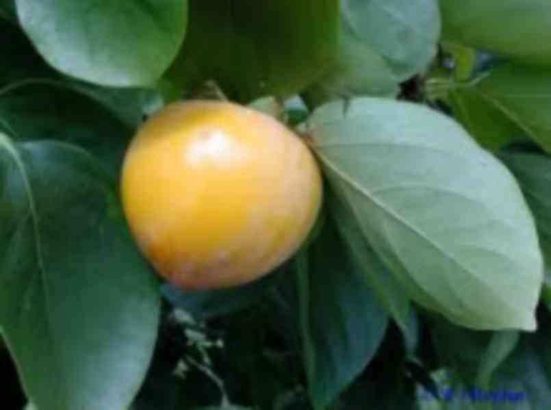 Diospyros Virginiana - naklíčená semena - foto 1