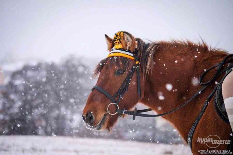 Ručně pletené kulíšky pro koně a jezdce - foto 9