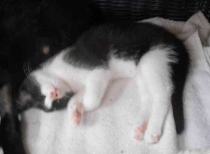 3bíločerné 2,5-3měsíční kočičky, čilé, hravé, veselé - foto 16